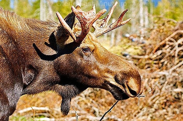 Alaska Wild Life Conservation Center