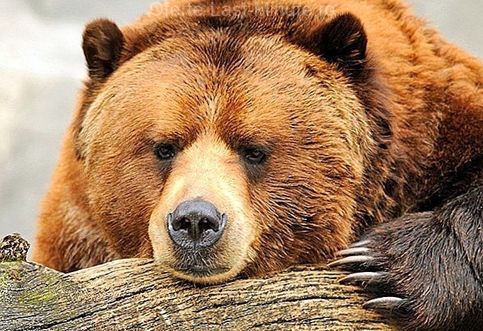 Alaska zoo