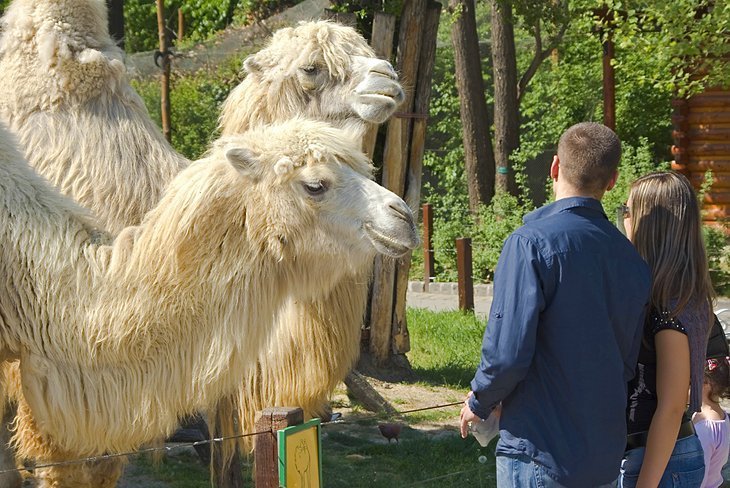Zoological garden and Budapest Botanical Garden