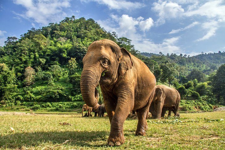 Mixed with the Saved elephants at Elephant Nature Park
