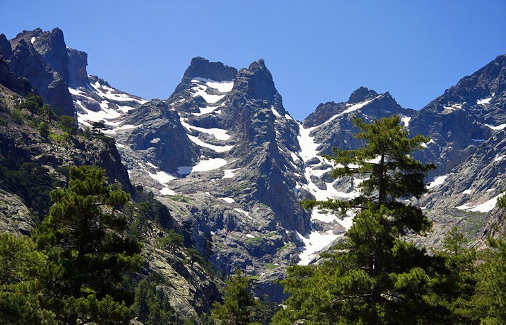 Valdo Niello forest
