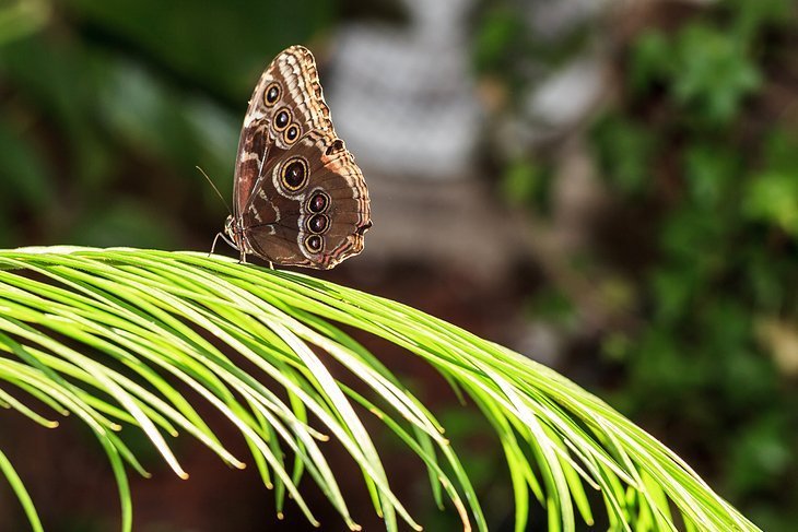 Enjoy a natural break in Dubai Butterfly Garden