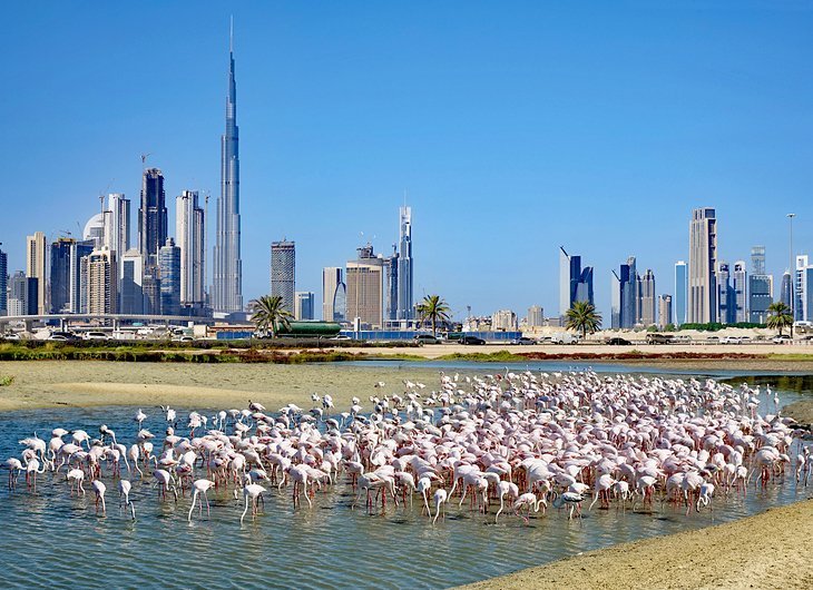 See Flamingos Ras of Khor Wildlife Sanctuary
