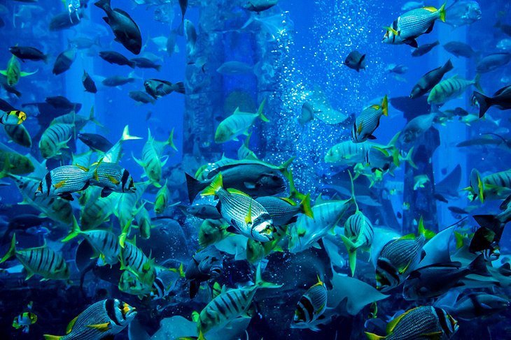 Visit an underwater world at Dubai Aquarium