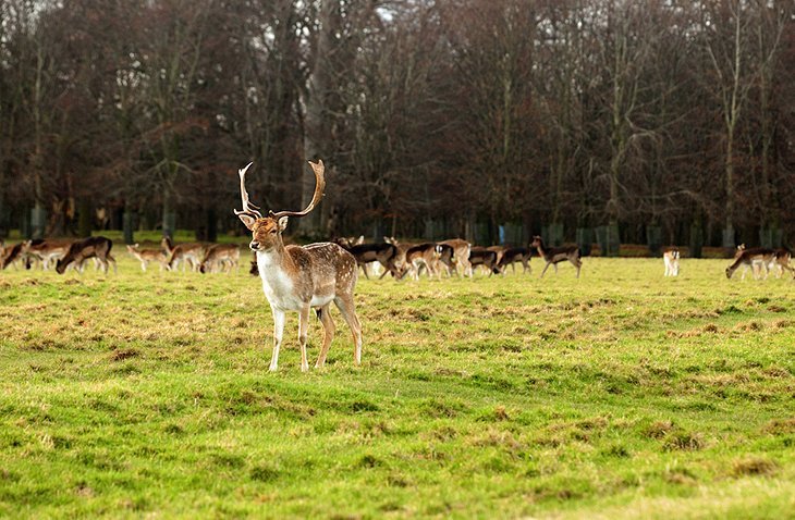 Phoenix Park and Dublin's zoo