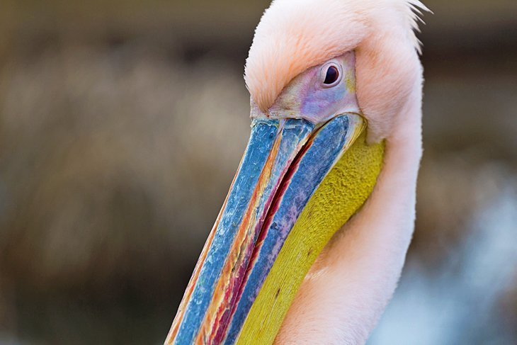 Dierenijk Zoological Garden