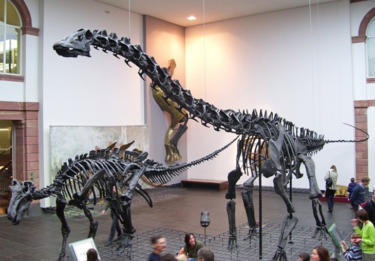 Senckenberg Natural History Museum