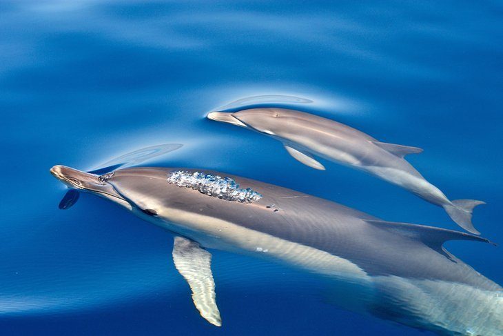 Dolphin observation