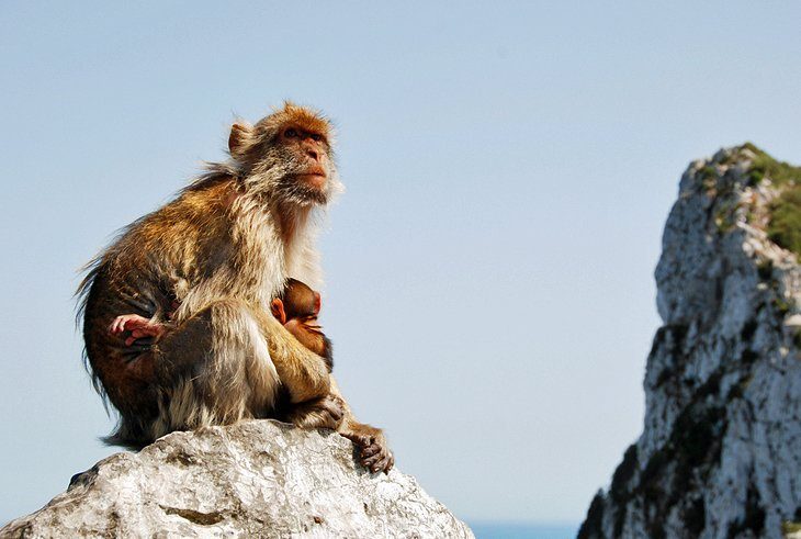 See the monkeys in Gibraltar