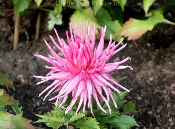 The Botanical Garden of Gothenburg (Botaniska)