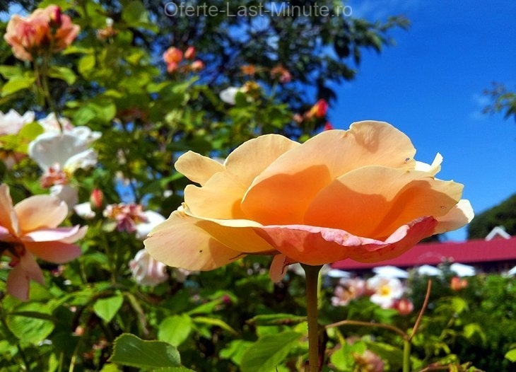 Garden Society (Trädgårdsföreingen)