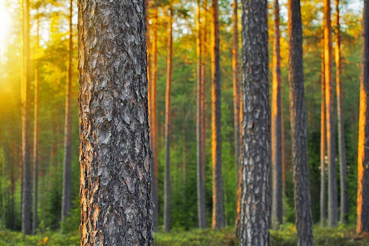 Take a walk in Central Park (Keskuspuisto)