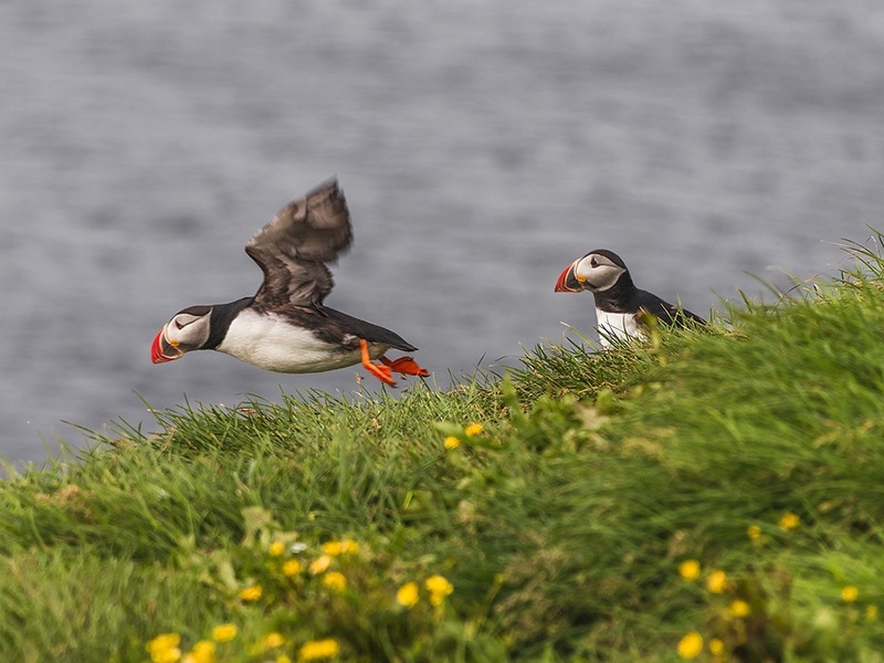 Go to watch birds in mykines