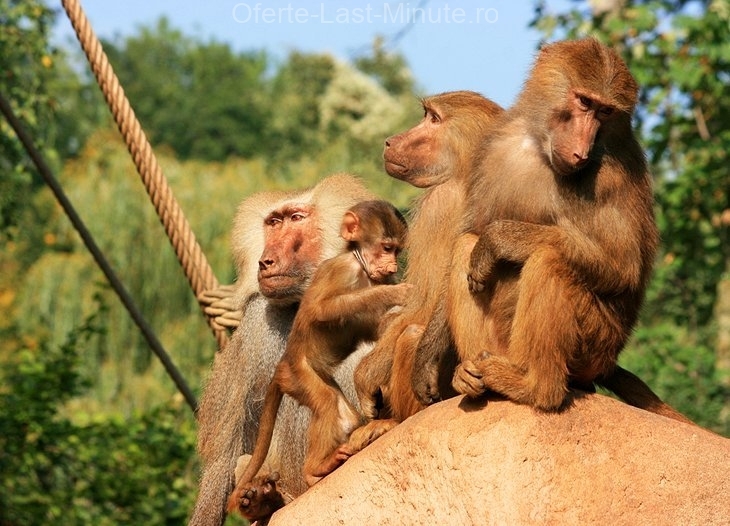 The zoo in Cologne