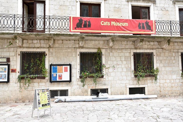 Kotor's Museum of Cats