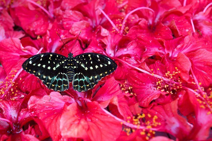 Kuala Lumpur Butterfly Park