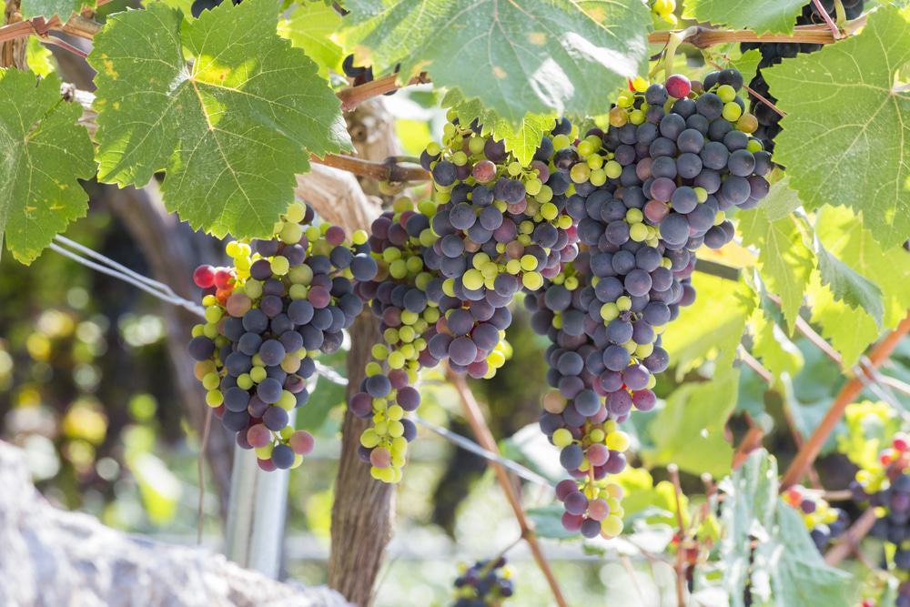 Wine tourism