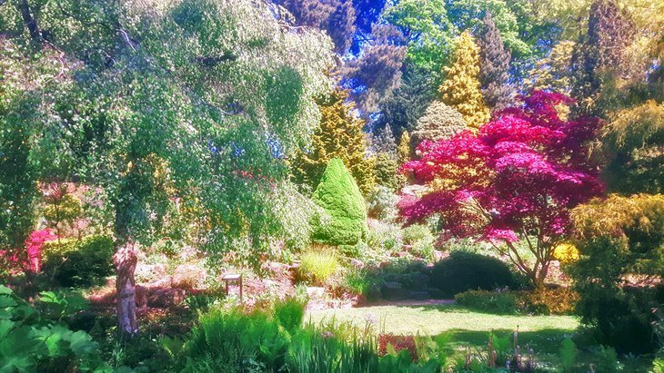 See flowering at Fletcher Moss botanical garden
