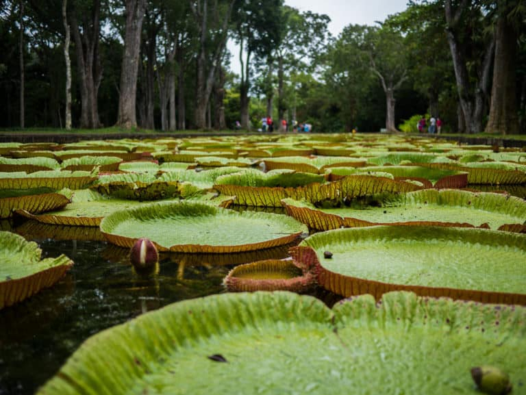 Sir Seewoosagur Botanical Garden Ramgoolam