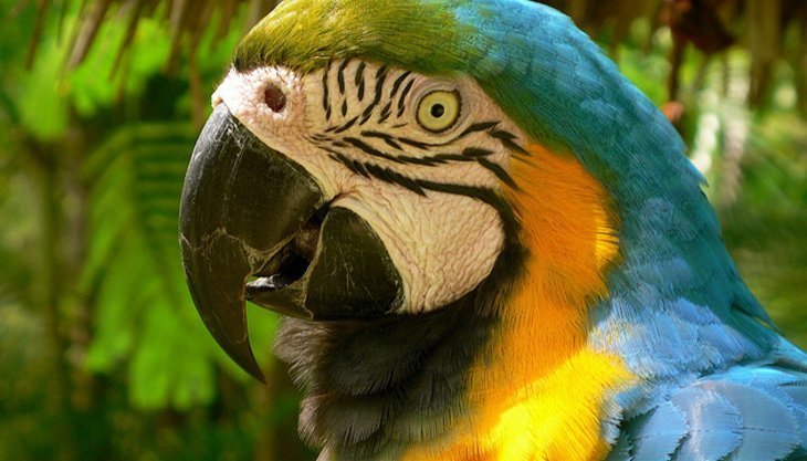 Ardastra Gardens & Wildlife Conservation Center