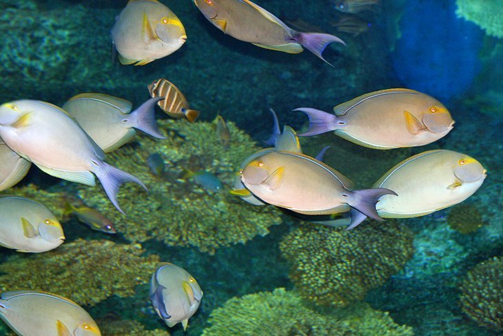 The underwater world Pattaya