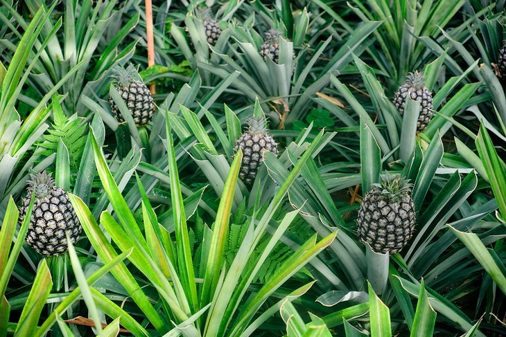 Arruda Azores Plantation of Ananas