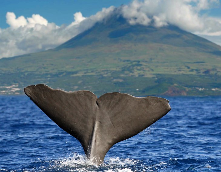 Tours to visit dolphins and whales