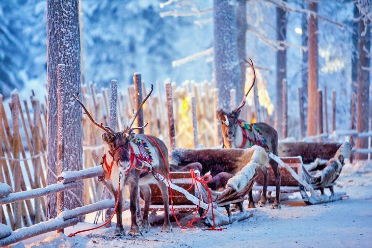 Sleds with reindeer