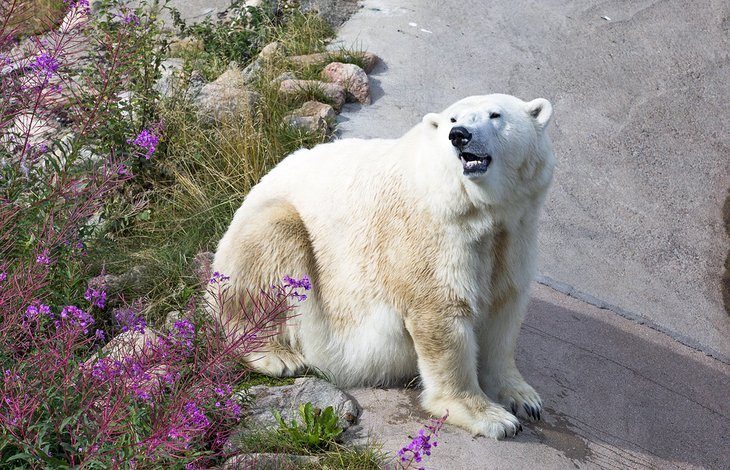 Visit Wildlife Ranua Park
