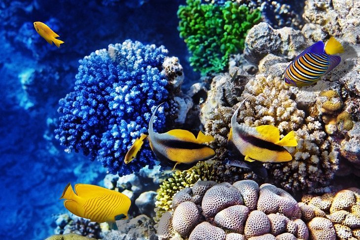 Do snorkeling or diving in gardens