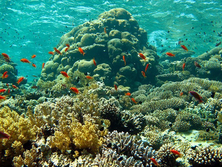 Diving Jackson Reef