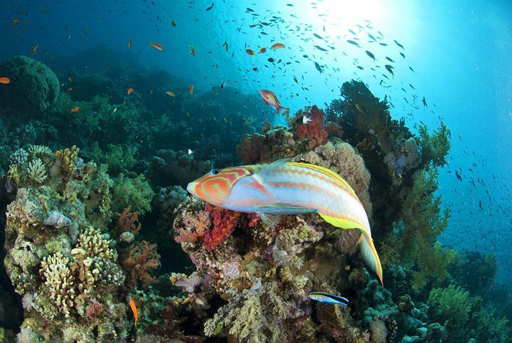 Diving Thomas Reef