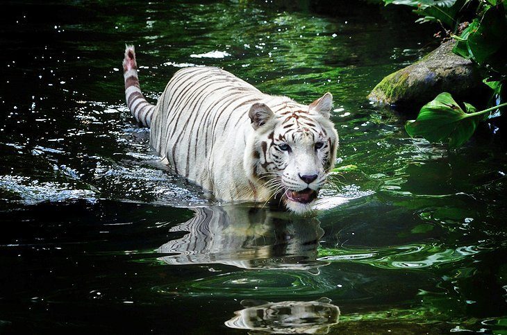 The Singapore Zoological Garden