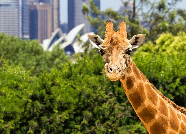 Zoo