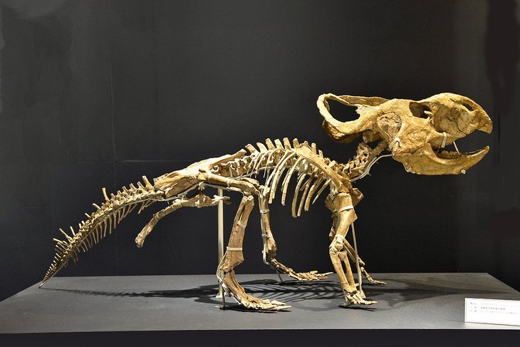 Stop at the National Museum of Nature and Science