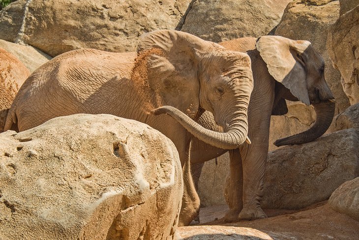 Bioparc Valencia
