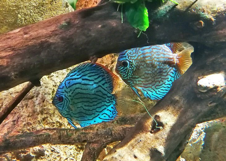 The river aquarium in Zaragoza