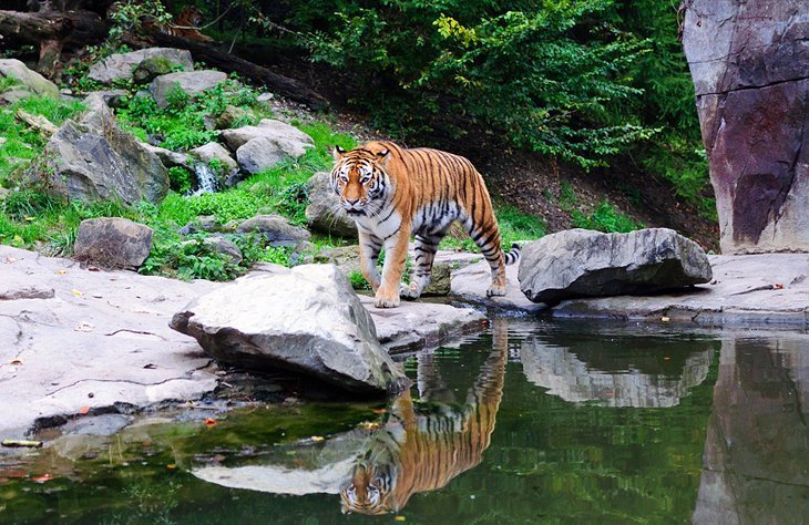 Zurich's zoo
